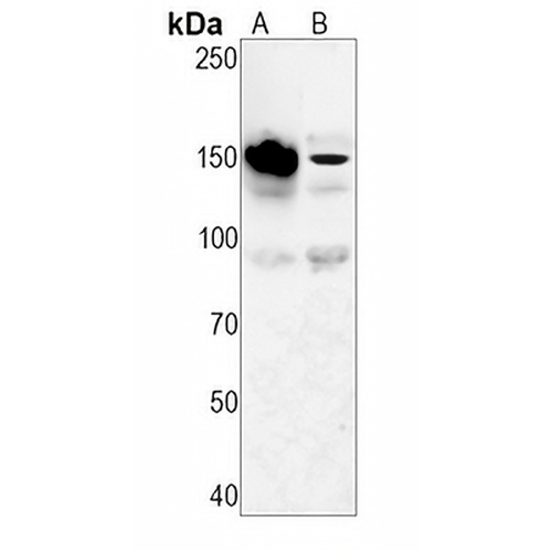 CD29 Rabbit Monoclonal Antibody(C1543)