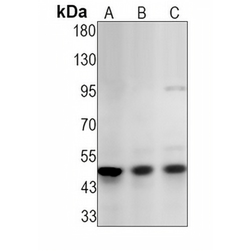 PTEN Rabbit Monoclonal Antibody(C1547)