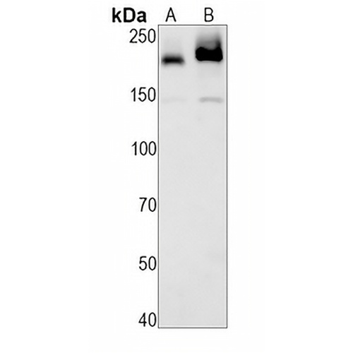 CD45 Rabbit Monoclonal Antibody(C1551)