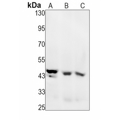 MMP12 Rabbit Monoclonal Antibody(C1552)
