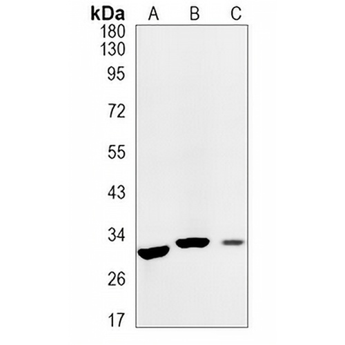 Caspase 3 Rabbit Monoclonal Antibody(C1553)