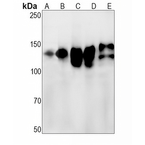 CD29 Rabbit Monoclonal Antibody(C1554)