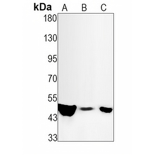 Caspase 9 Rabbit Monoclonal Antibody(C1562)