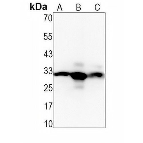 Caspase 3 Rabbit Monoclonal Antibody(C1566)