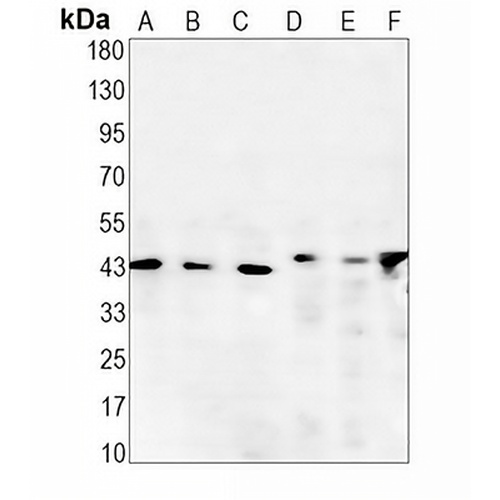 CDK9 Rabbit Monoclonal Antibody(C1568)