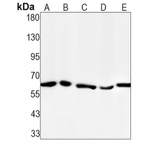 AMPK alpha 1 (Phospho-S496) Rabbit Monoclonal Antibody(C1571)