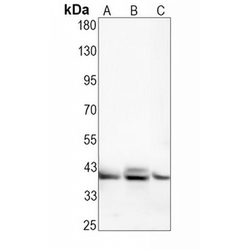CD32 Rabbit Monoclonal Antibody(C1587)