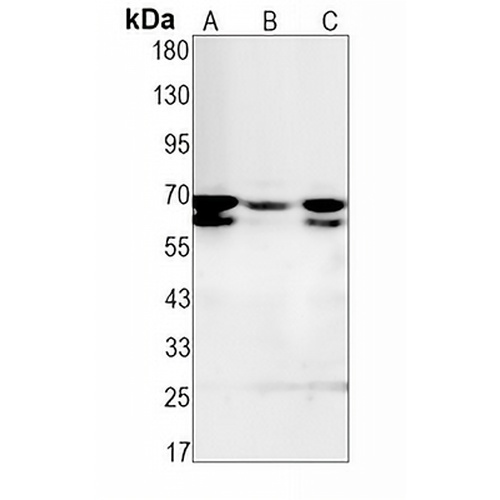 CDK16 Rabbit Monoclonal Antibody(C1588)