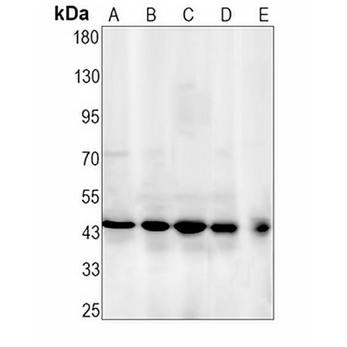 ERK1 Rabbit Monoclonal Antibody(C1591)