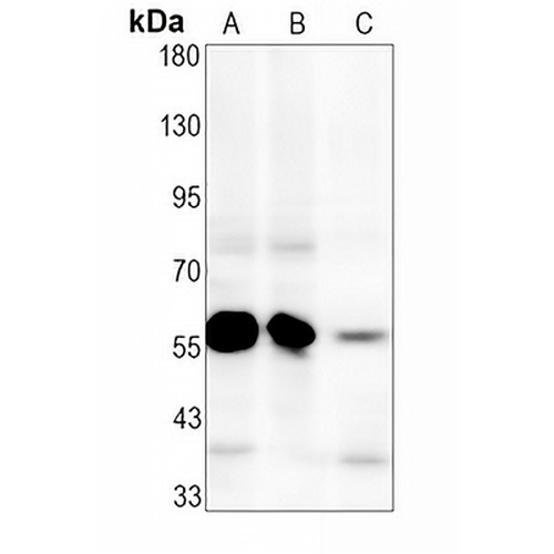 SMAD5 (Phospho-S463/S465) Rabbit Monoclonal Antibody(C1594)