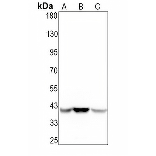 alpha-Actin Rabbit Monoclonal Antibody(C1595)