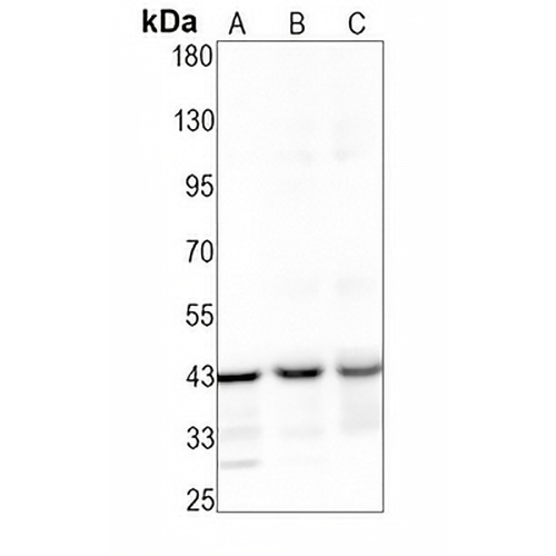 TRAM2 Rabbit Monoclonal Antibody(C1596)