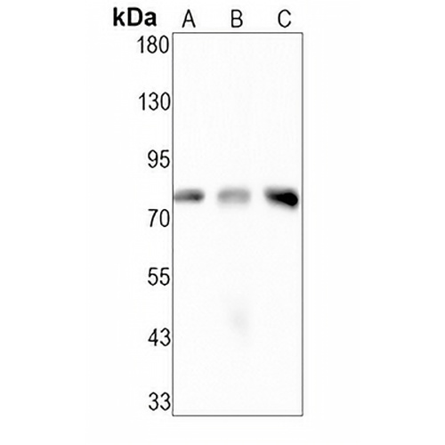 c-RAF Rabbit Monoclonal Antibody(C1597)