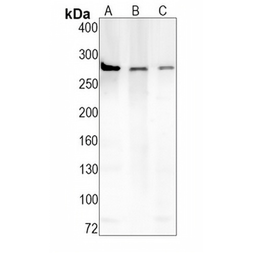 mTOR Rabbit Monoclonal Antibody(C1599)
