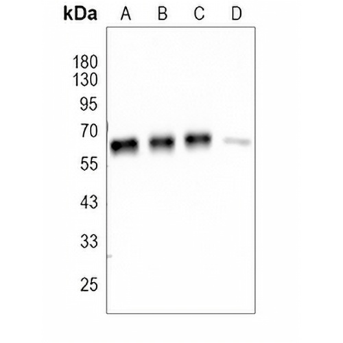 AMPK alpha 1 Rabbit Monoclonal Antibody(C1600)