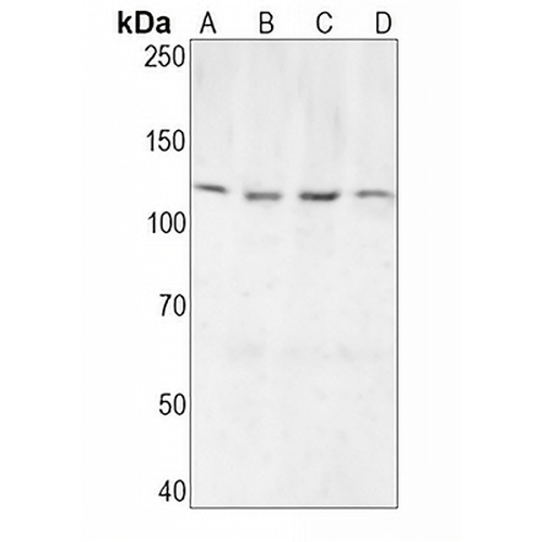 NLRP3 Rabbit Monoclonal Antibody(C1609)