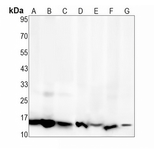 MIF Rabbit Monoclonal Antibody(C1624)