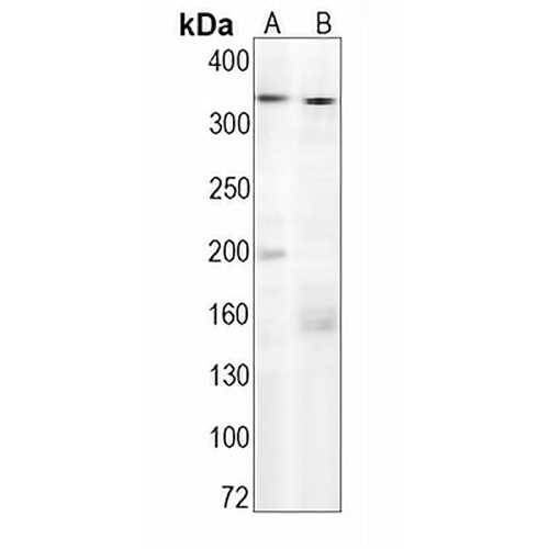 IP3R Rabbit Monoclonal Antibody(C1628)
