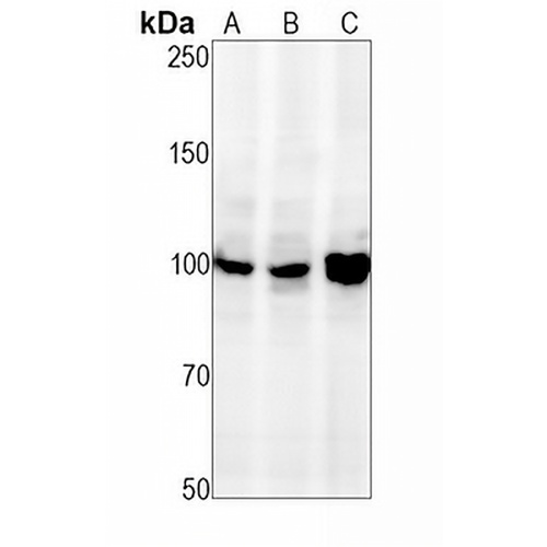 OPA1 Rabbit Monoclonal Antibody(C1630)