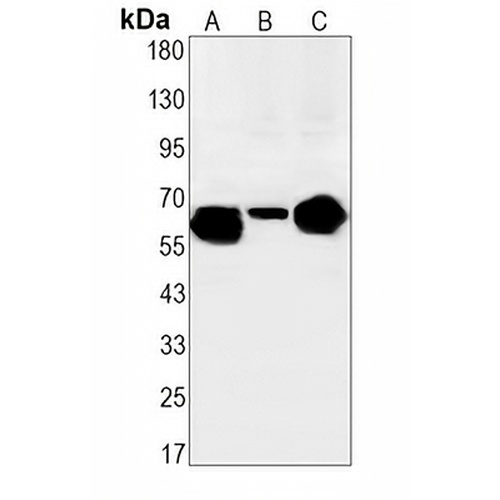 ENT2 Rabbit Monoclonal Antibody(C1634)