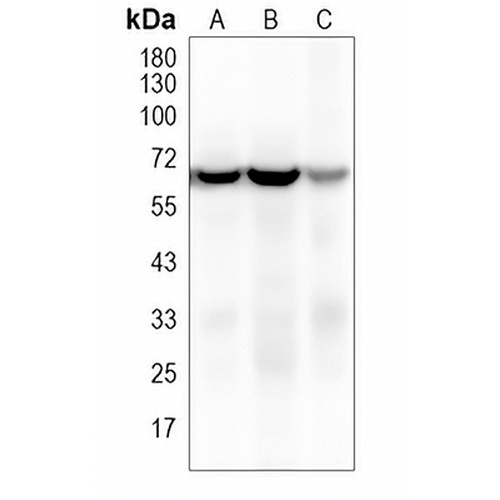 NOX4 Rabbit Monoclonal Antibody(C1647)