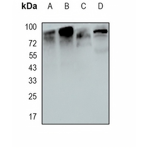 RanBP3 Rabbit Monoclonal Antibody(C1659)