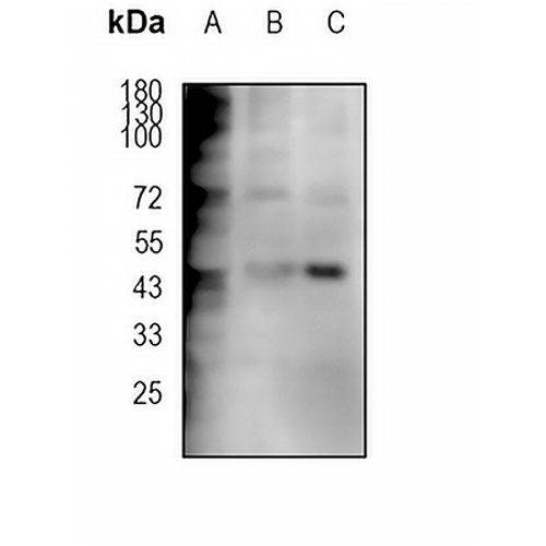 Caspase 1 Rabbit Monoclonal Antibody(C1666)