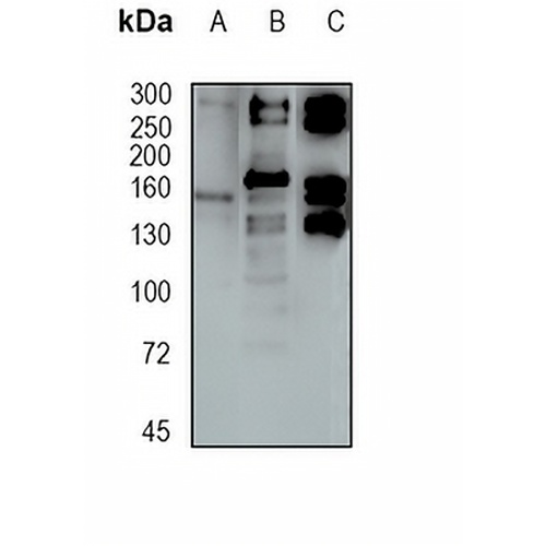 USP24 Rabbit Monoclonal Antibody(C1667)