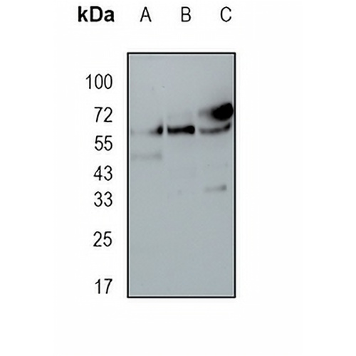 COASY Rabbit Monoclonal Antibody(C1673)