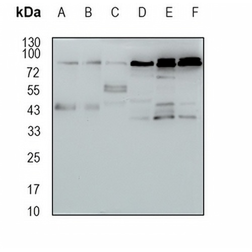 HOOK2 Rabbit Monoclonal Antibody(C1679)