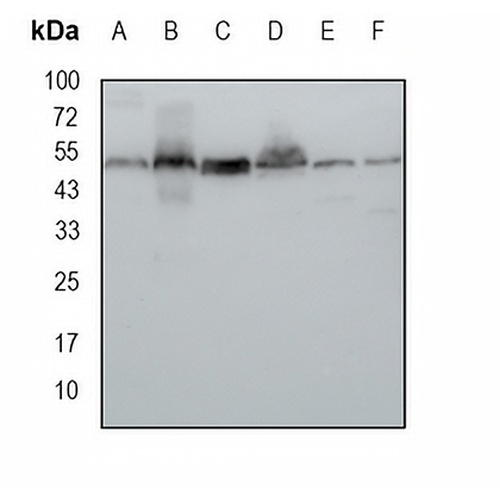Sam50 Rabbit Monoclonal Antibody(C1681)
