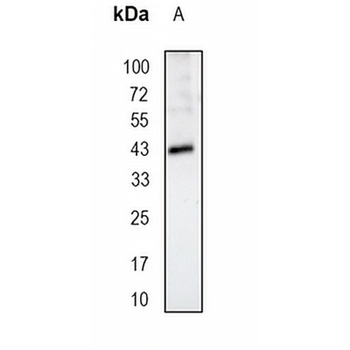 SRSF6 Rabbit Monoclonal Antibody(C1682)