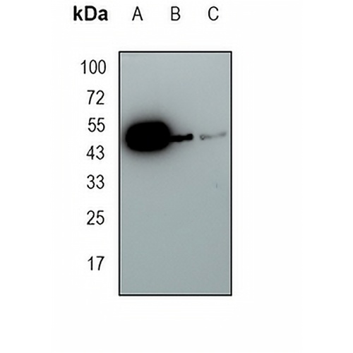 P2Y12 Rabbit Monoclonal Antibody(C1687)