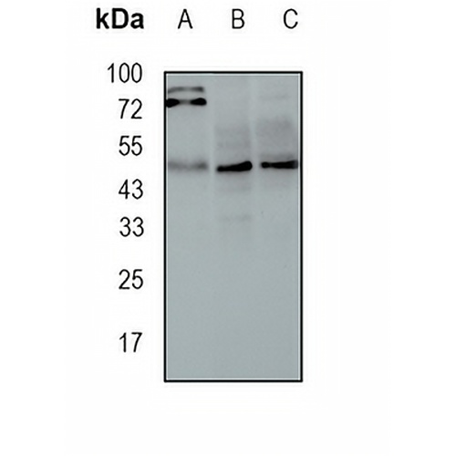 STAMBP Rabbit Monoclonal Antibody(C1690)