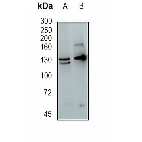 Importin 9 Rabbit Monoclonal Antibody(C1693)