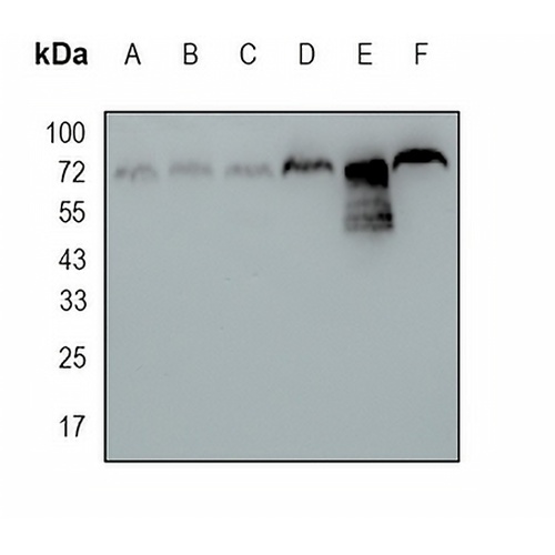CTPS Rabbit Monoclonal Antibody(C1694)