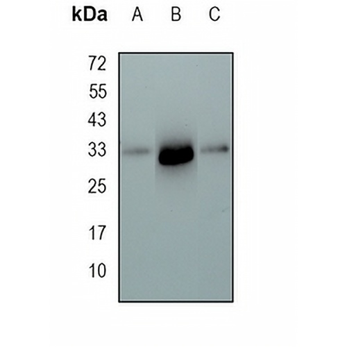 PLSCR3 Rabbit Monoclonal Antibody(C1696)