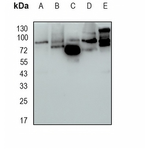 GlyT2 Rabbit Monoclonal Antibody(C1699)
