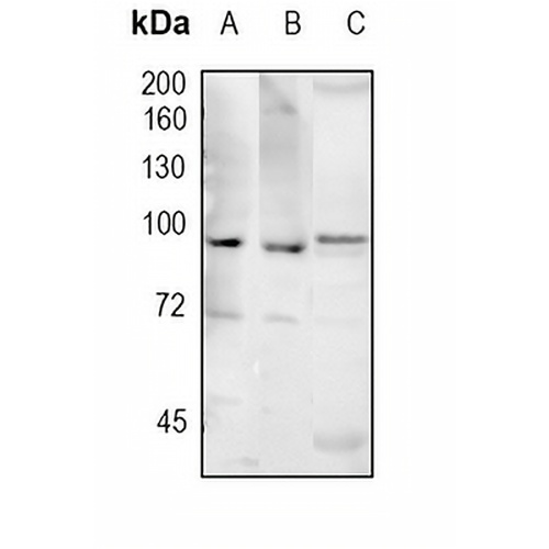 CD282 Rabbit Monoclonal Antibody(C1719)