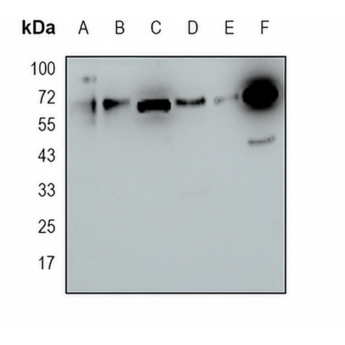 cIAP2 Rabbit Monoclonal Antibody(C1726)