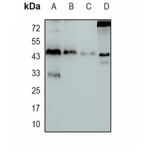 BMP4 Rabbit Monoclonal Antibody(C1727)