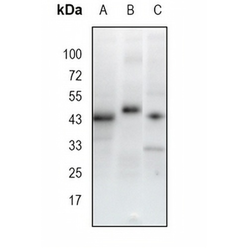 PAX2 Rabbit Monoclonal Antibody(C1728)