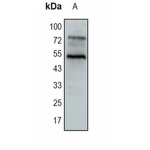 TRAF4 Rabbit Monoclonal Antibody(C1730)