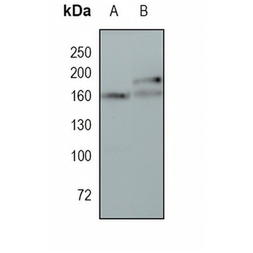 PELP1 Rabbit Monoclonal Antibody(C1732)