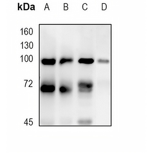 Nibrin Rabbit Monoclonal Antibody(C1734)