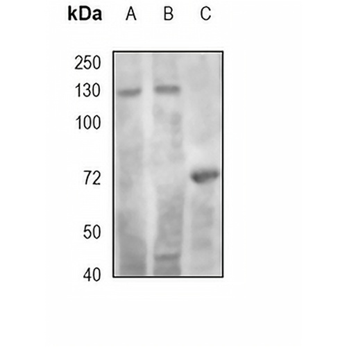 RAD21 Rabbit Monoclonal Antibody(C1739)