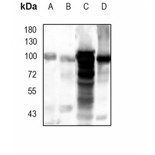 GPR49 Rabbit Monoclonal Antibody(C1741)