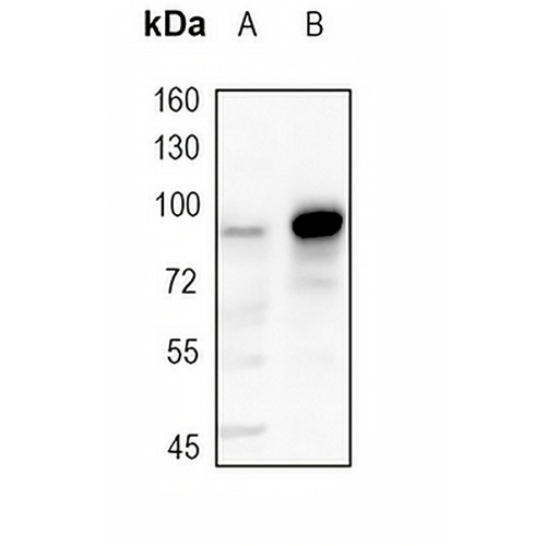 CD54 Rabbit Monoclonal Antibody(C1744)
