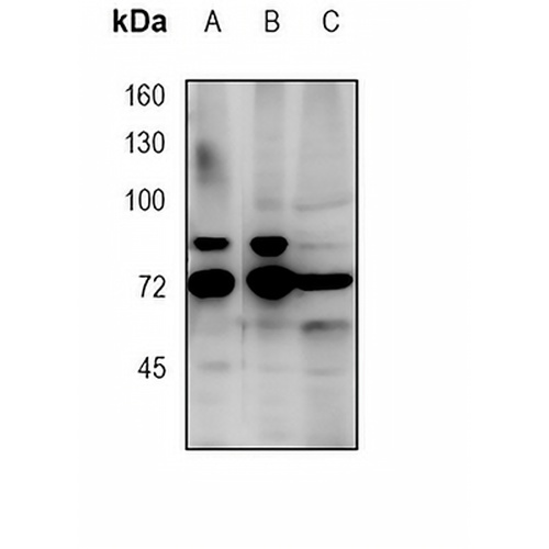 CD271 Rabbit Monoclonal Antibody(C1746)