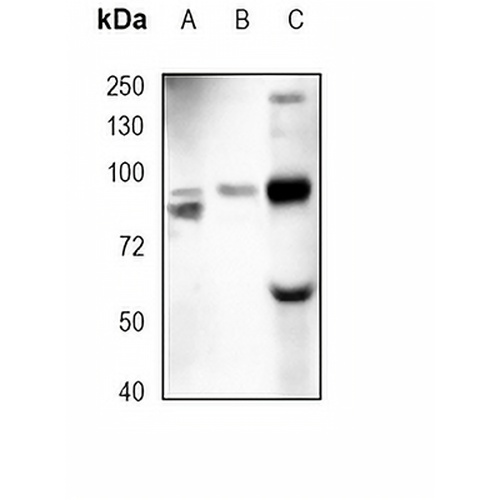 PI3K p85 beta Rabbit Monoclonal Antibody(C1748)